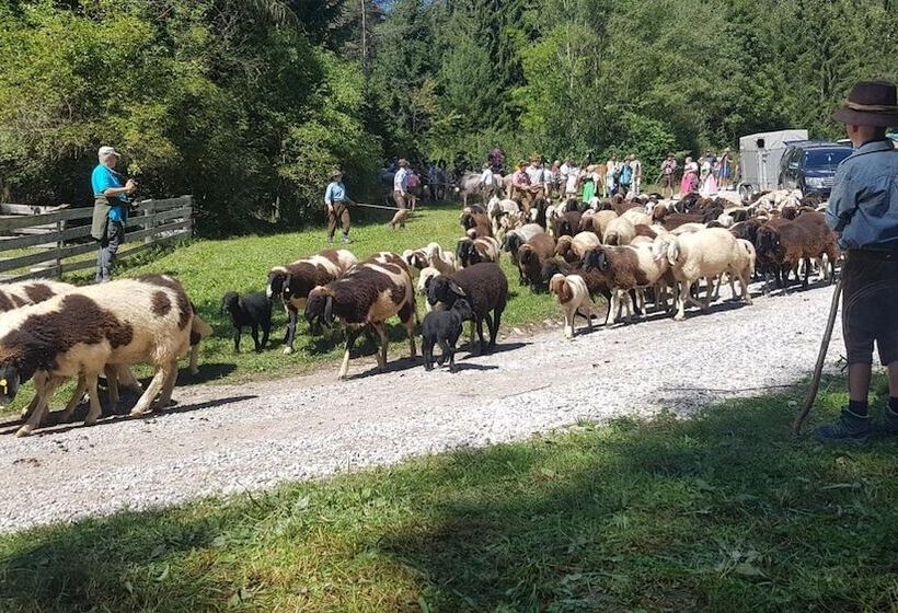 פנסיון Happy Camp Hofherr