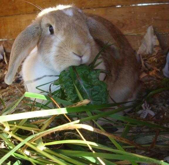 پانسیون Guesthouse Pétursborg