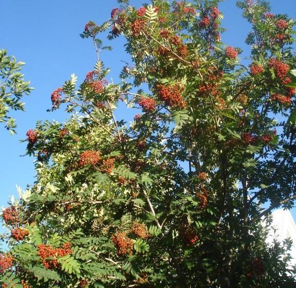 پانسیون Guesthouse Pétursborg