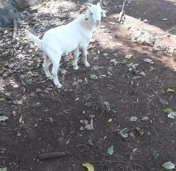 ペンション Pousada Verde Paraíso