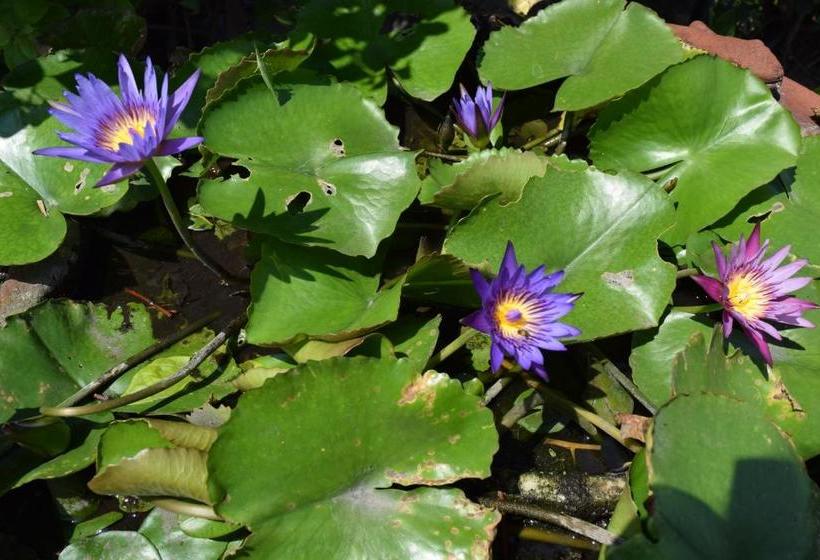 Пансион Tulips