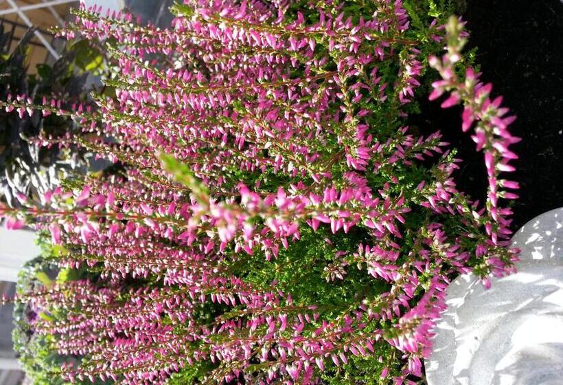 Pensionat Ankargården