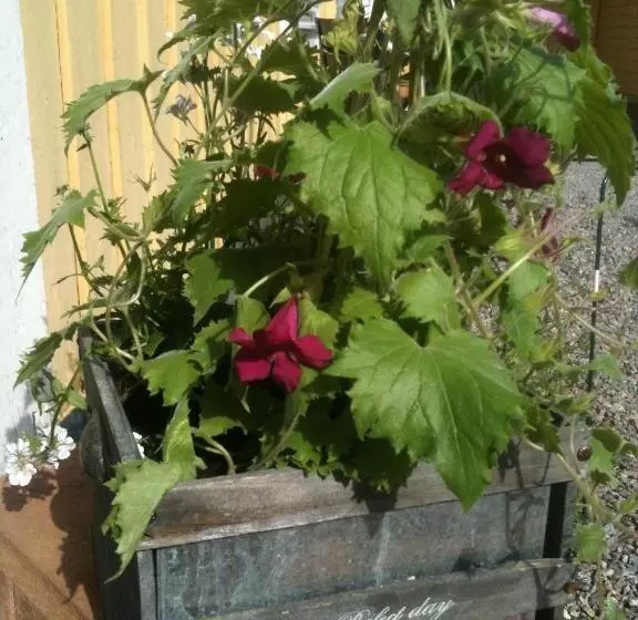 Pensionat Ankargården