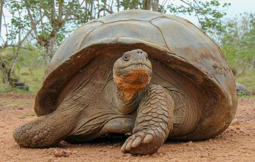 Royal Palm Galapagos, Curio Collection Hotel By Hilton