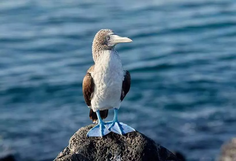 Royal Palm Galapagos, Curio Collection Hotel By Hilton