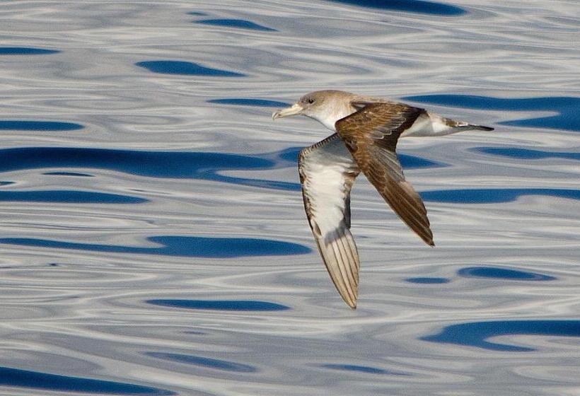 Suite met Uitzicht op Zee, Dulce Nombre