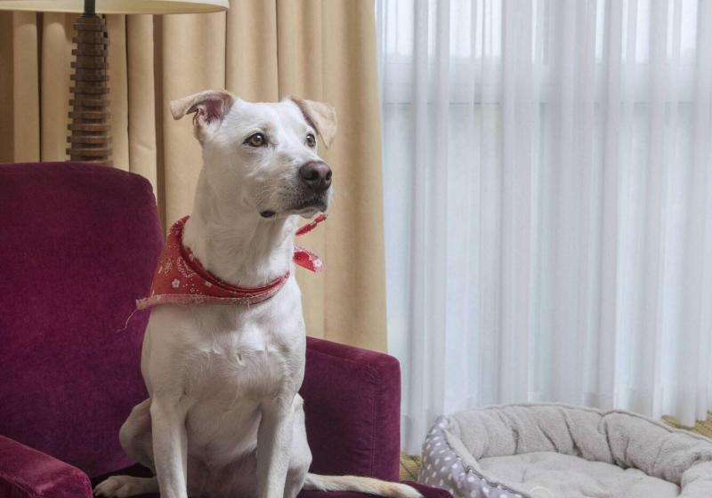 غرفة قياسية سرير كينج, Marriott Dallas/fort Worth Westlake