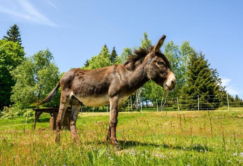 اتاق اکونومی, Premier  Adults Only