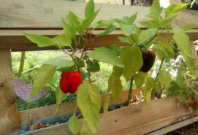 غرفة إقتصادية, Markgraf Leipzig