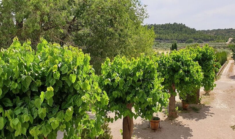 Полулюкс Вид на Сад, Finca Micalas