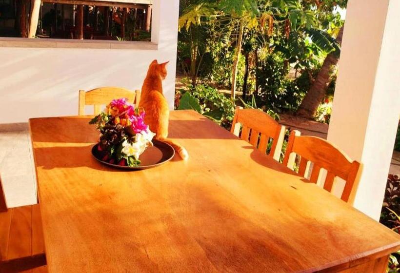 高级海景房, Sipano Beach Lodge Kiwengwa