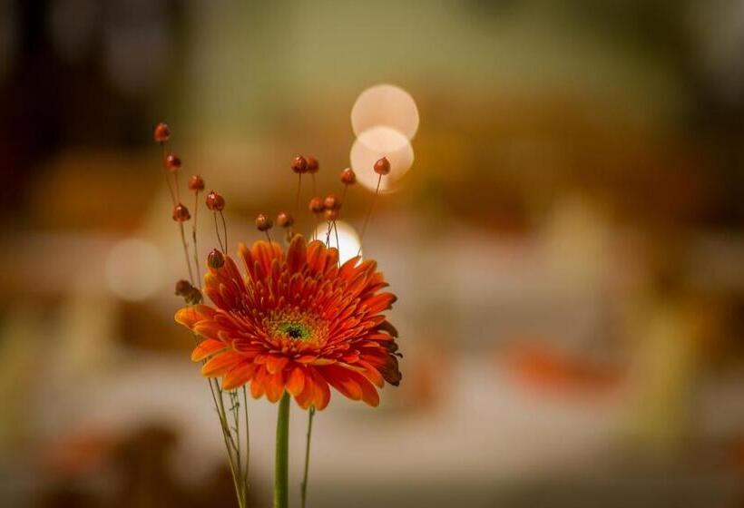 Deluxe Værelse m. Balkon, Willa U Anusia