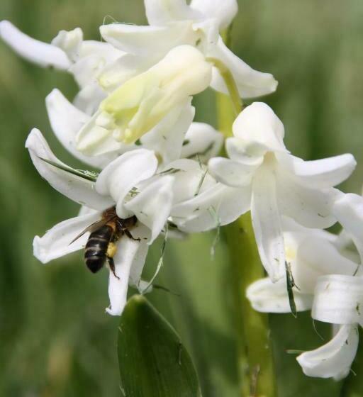 منزل غرفة نوم واحدة, Casas De Pedra   Casa Da Avó