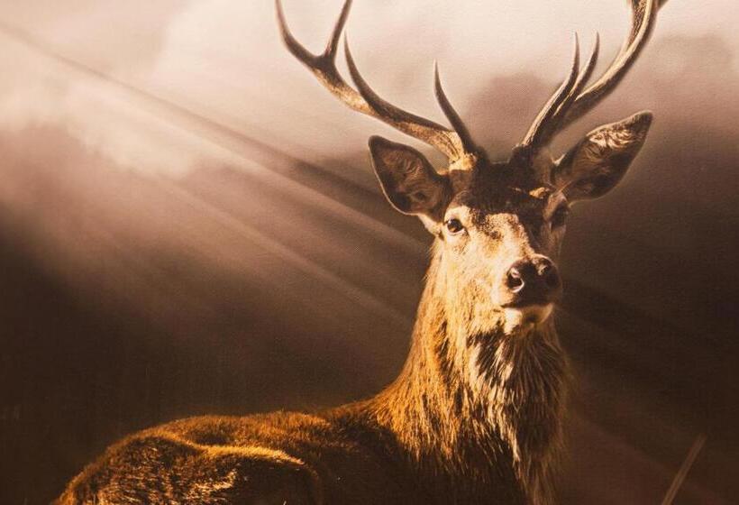 주니어 스위트, Petit Tournalin