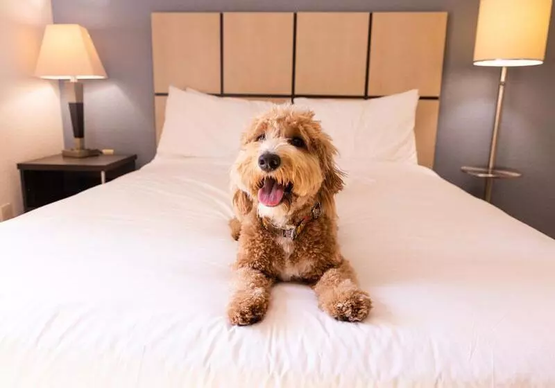 سوئیت برای معلولان, Sonesta Simply Suites Houston – Nasa Clear Lake