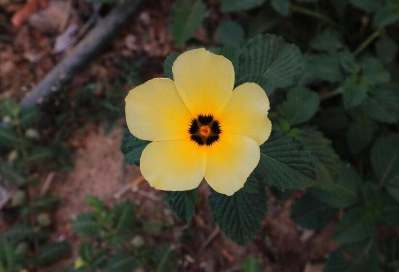 클래식 4인 룸, Pousada Da Lapa