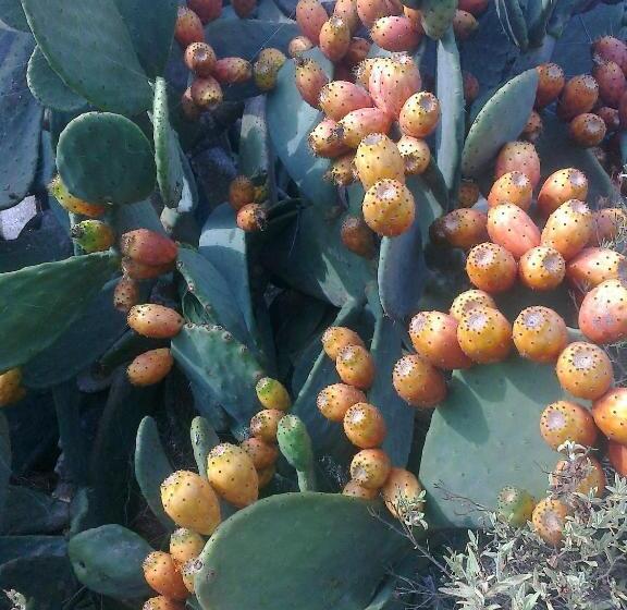 Люкс, Agroturismo Casa Morna Ibiza