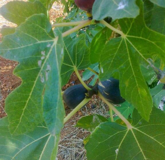 Family Suite, Agroturismo Casa Morna Ibiza