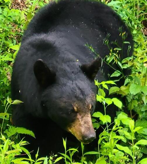חדר סטנדרט עם מיטת קינג, Glenstone Lodge