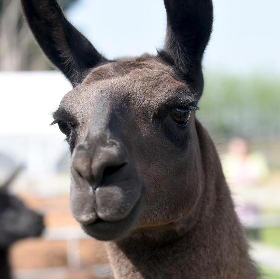 חדר סטנדרט, Glamping With Llamas