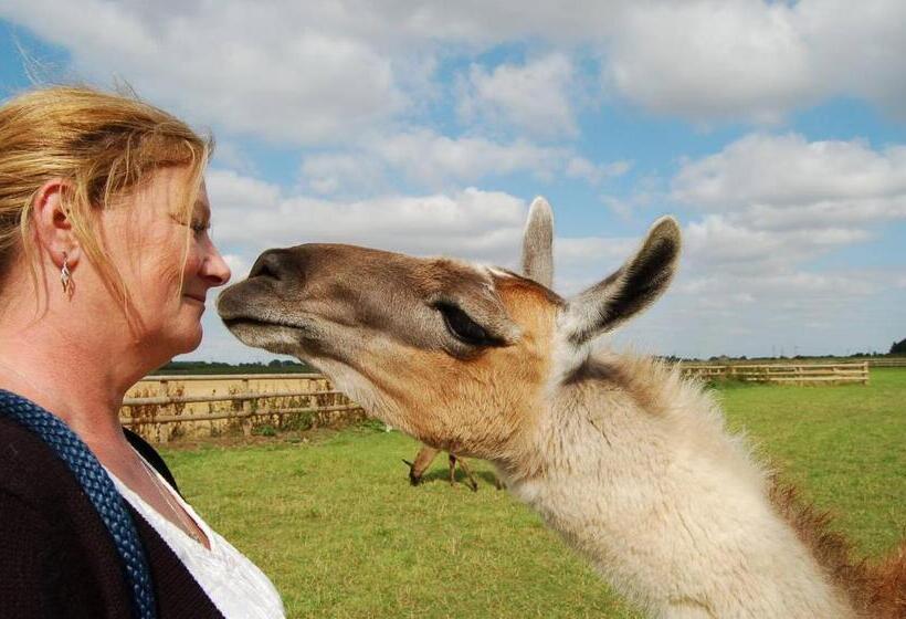 Standard Tent, Glamping With Llamas