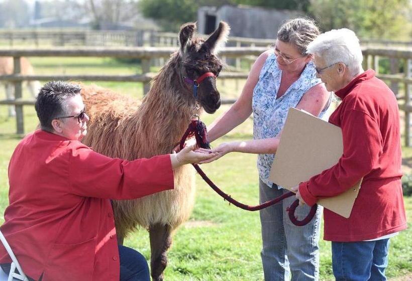 Standard Tent, Glamping With Llamas