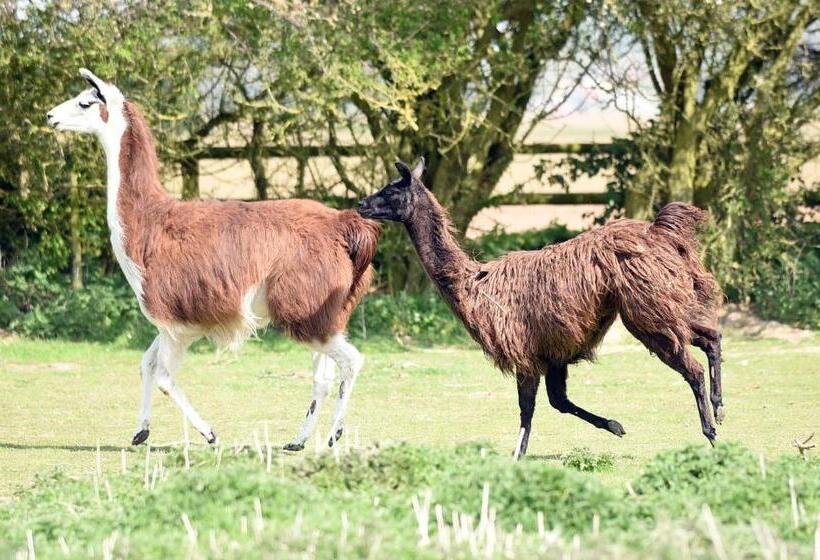 Standard Tent, Glamping With Llamas