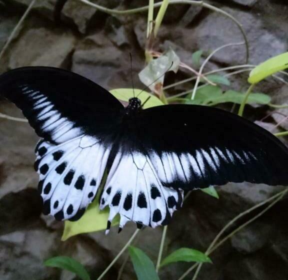 Quarto Deluxe Individual, Tissa Rainbow Guest & Yala