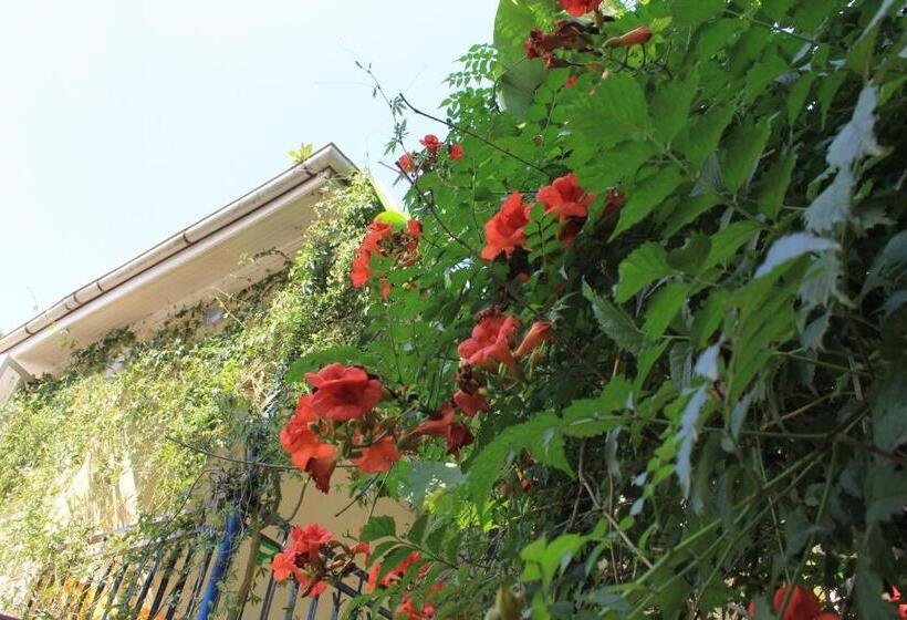 اتاق استاندارد, Luka, Near Church