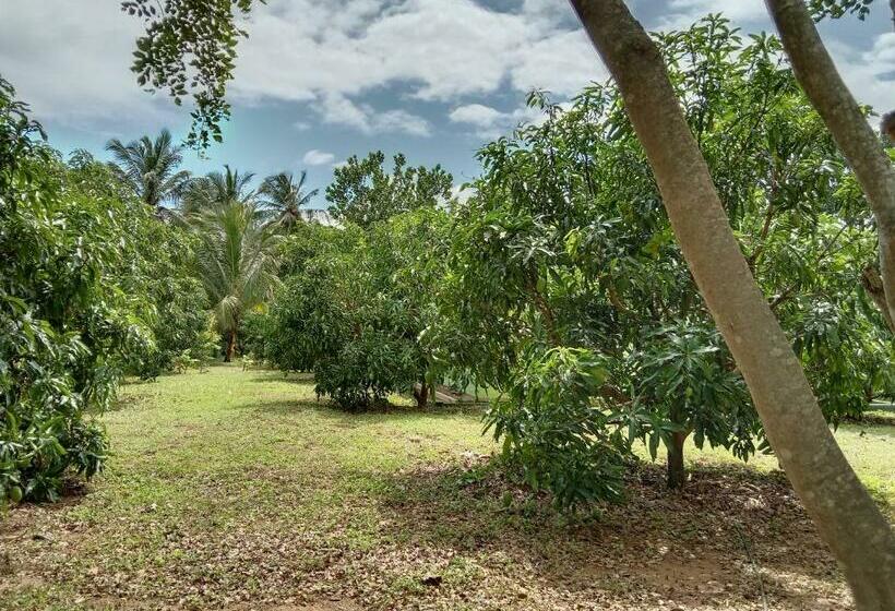 חדר אקונומי, Nebula Farm House