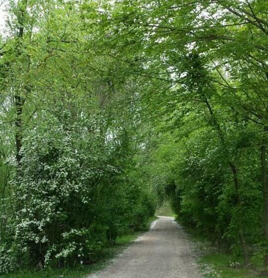 豪华房间, Al Torrione