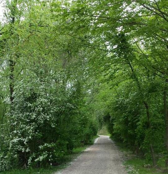 标准间, Al Torrione