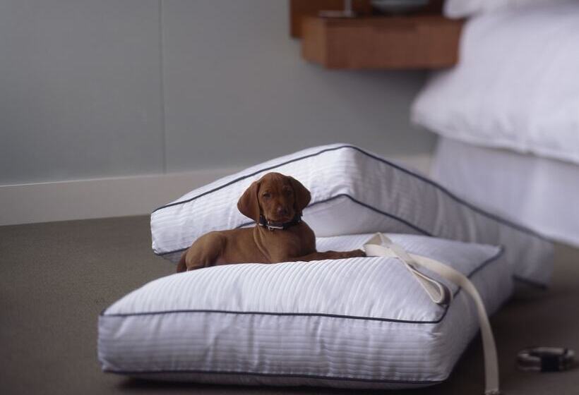 标准工作室, The Westin Washington, D.c. City Center