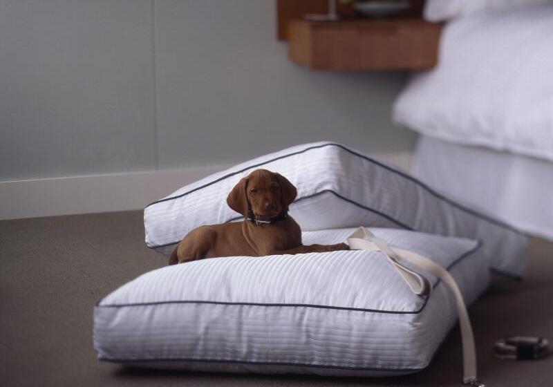 带大床的标准间, The Westin Washington, D.c. City Center