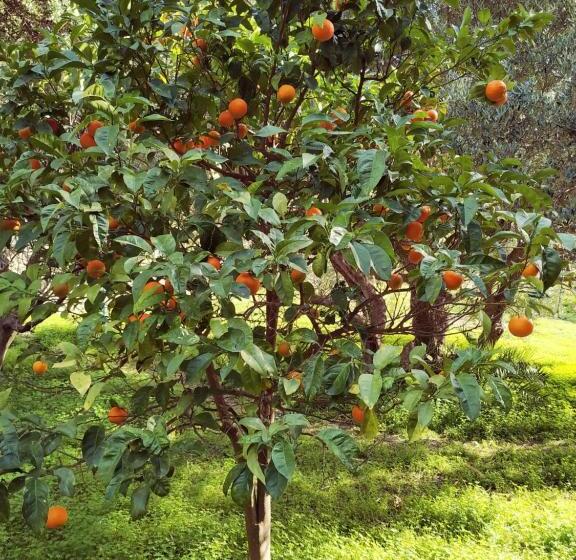 バルコニー付きスタンダードルーム, Oleander S Garden Traditional Cretan Cottage