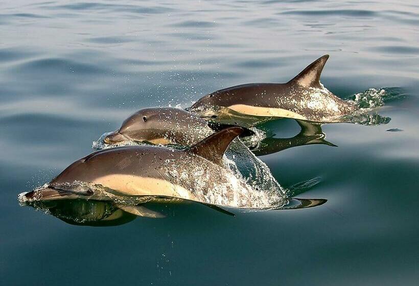 Номер Стандарт Индивидуальный, Mare