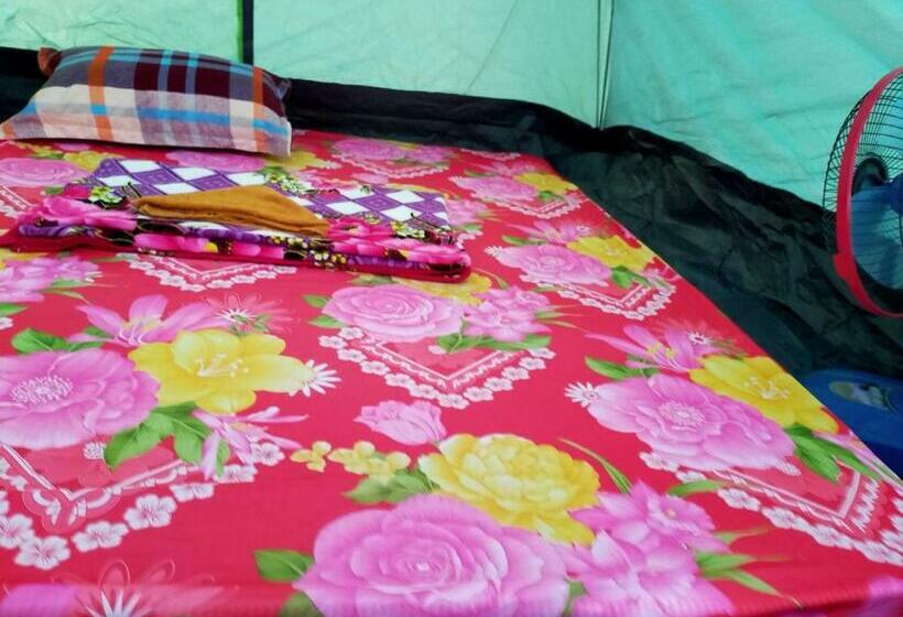 Standard Tent, Plankton Bungalow And Camping