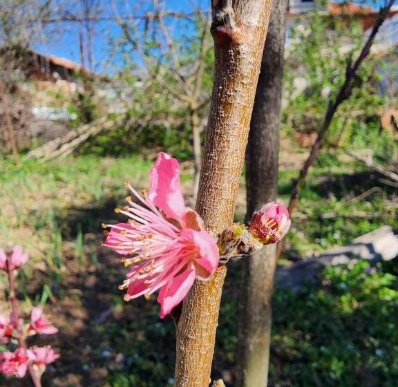 סוויטה עם טרסה, Villa Shuaipaj