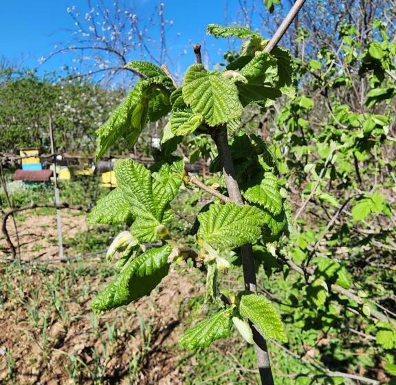 סוויטה עם טרסה, Villa Shuaipaj