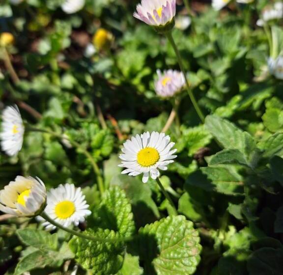 סוויטה עם טרסה, Villa Shuaipaj