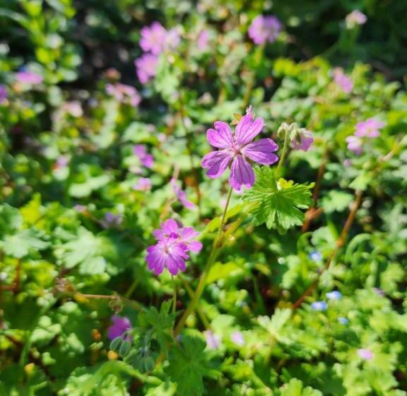 סוויטה עם טרסה, Villa Shuaipaj