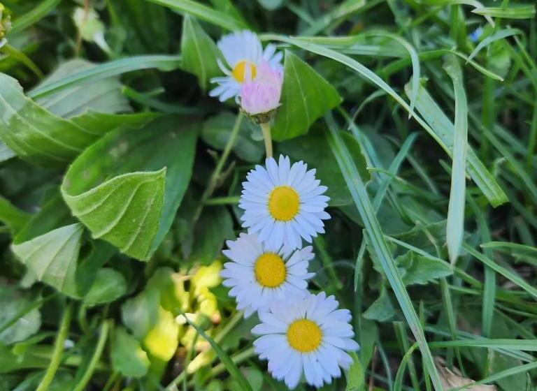 סוויטה עם טרסה, Villa Shuaipaj