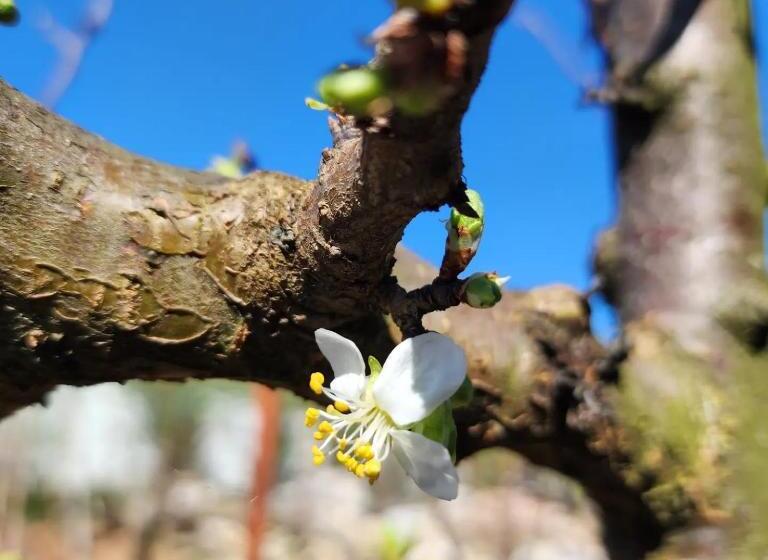 סוויטה עם טרסה, Villa Shuaipaj