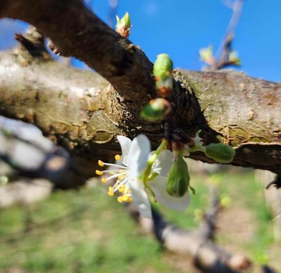 جناح مزود بتراس, Villa Shuaipaj