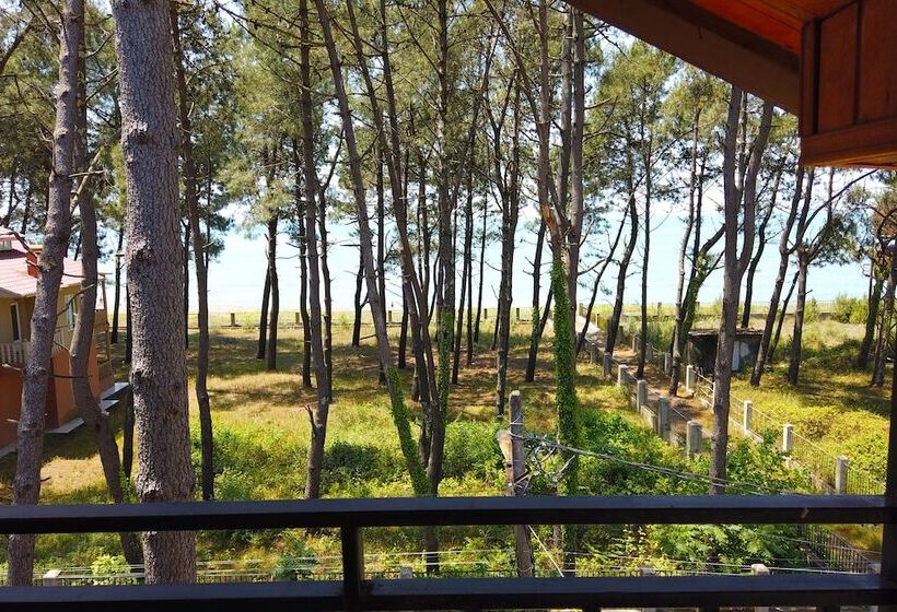 اتاق اکونومی, Gina Shekvetili