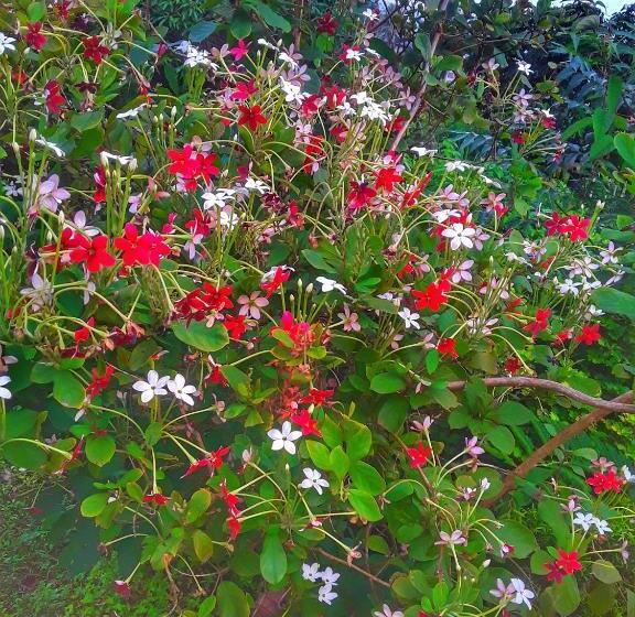 1-Bedroom Villa Garden View, Sasaa Guest House