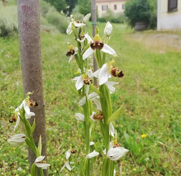 ２ベッドルームアパートメント, Valle Del Poggio