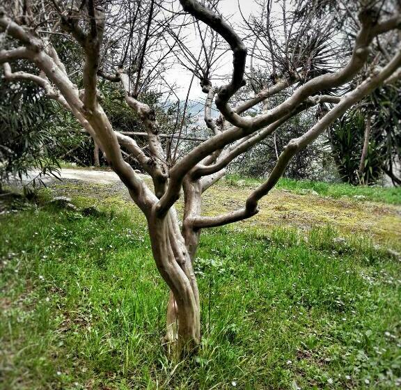 غرفة قياسية, Meravilla