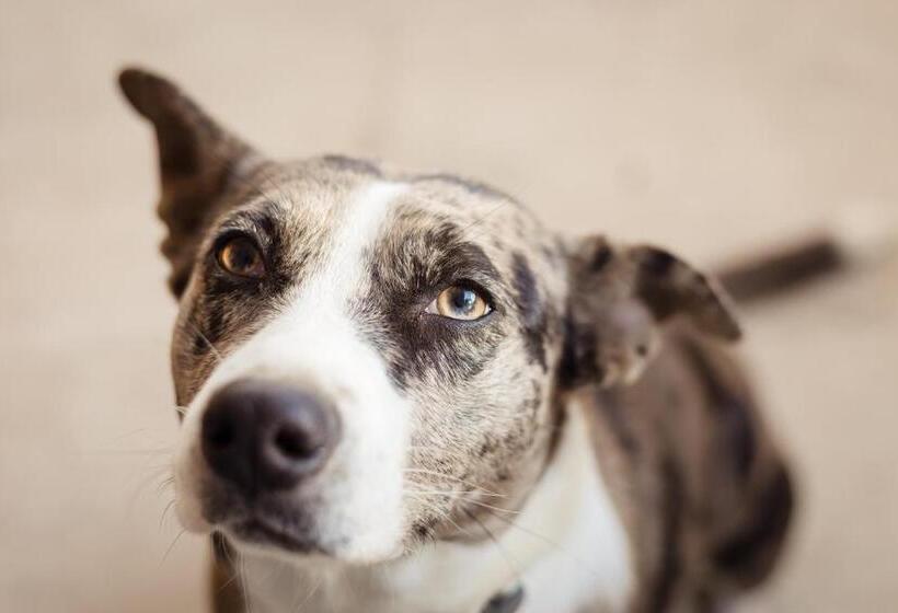 غرفة قياسية, Meravilla