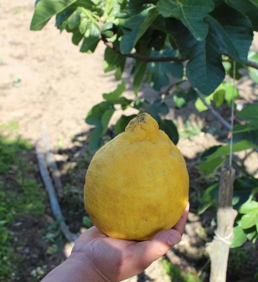 غرفة عائلية, Buonocore Rooms